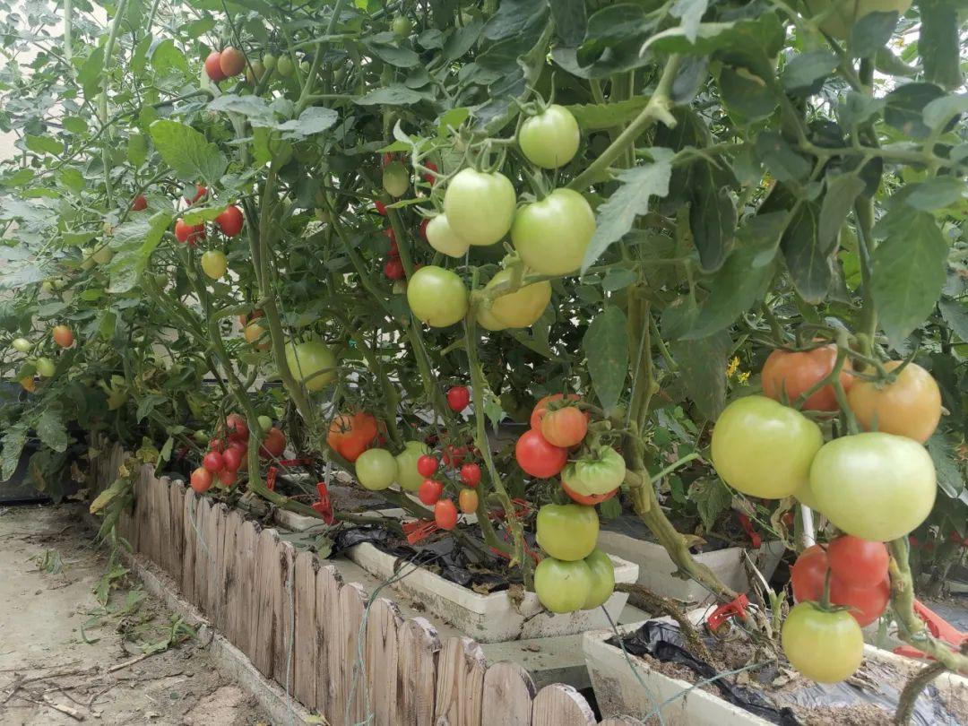 楼顶种植技术_楼顶种植致富_楼顶种植什么赚钱