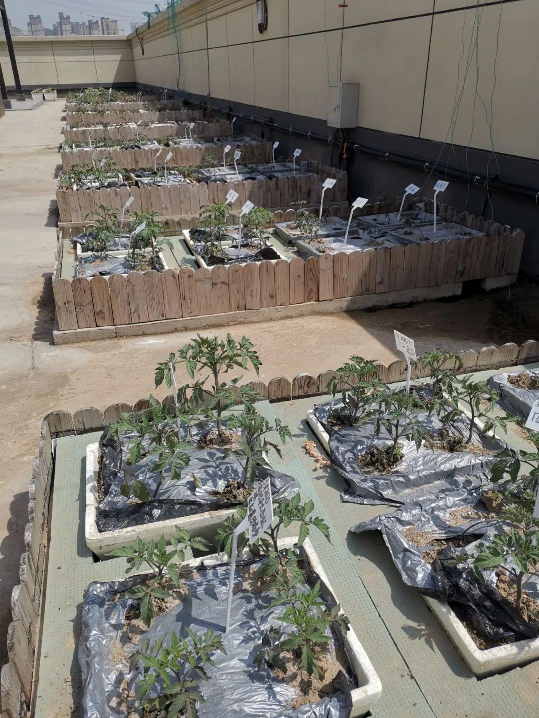 楼顶种植什么赚钱_楼顶种植致富_楼顶种植技术