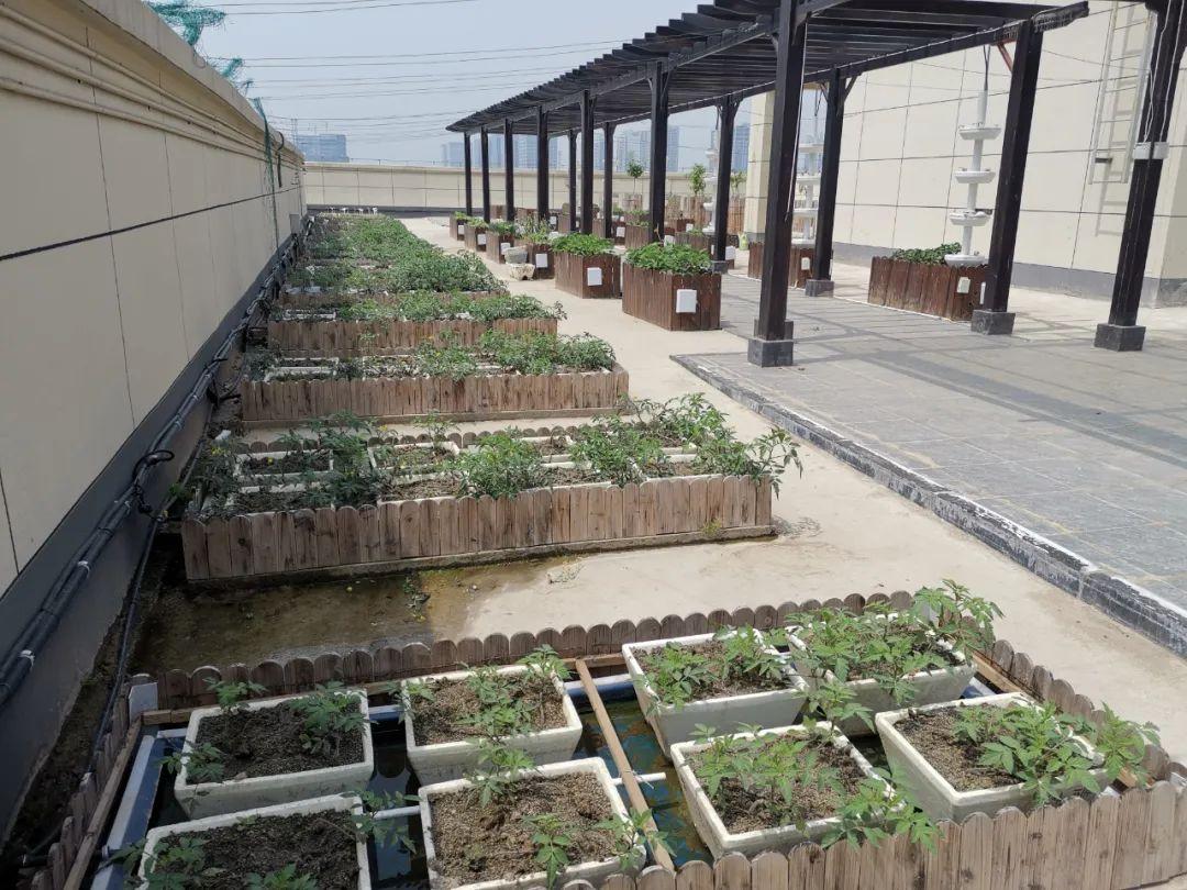 楼顶种植什么赚钱_楼顶种植技术_楼顶种植致富