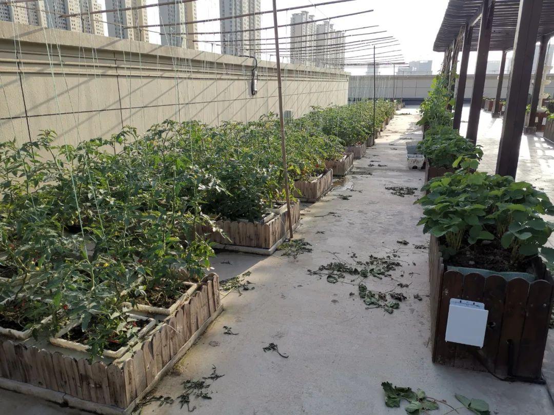 楼顶种植致富_楼顶种植什么赚钱_楼顶种植技术