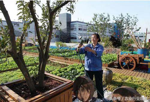 楼顶种植技术_楼顶种植什么赚钱_楼顶种植致富
