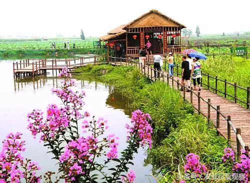 楼顶种植技术_楼顶种植什么赚钱_楼顶种植致富