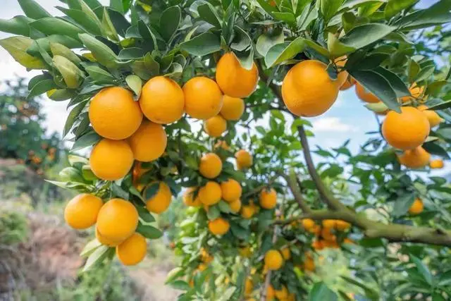 种脐橙的步骤_视频种植堆脐橙技术做什么用_脐橙做堆种植技术视频