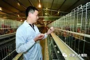 他放弃深圳主管职位回乡养鸡，带领村民走上致富路！