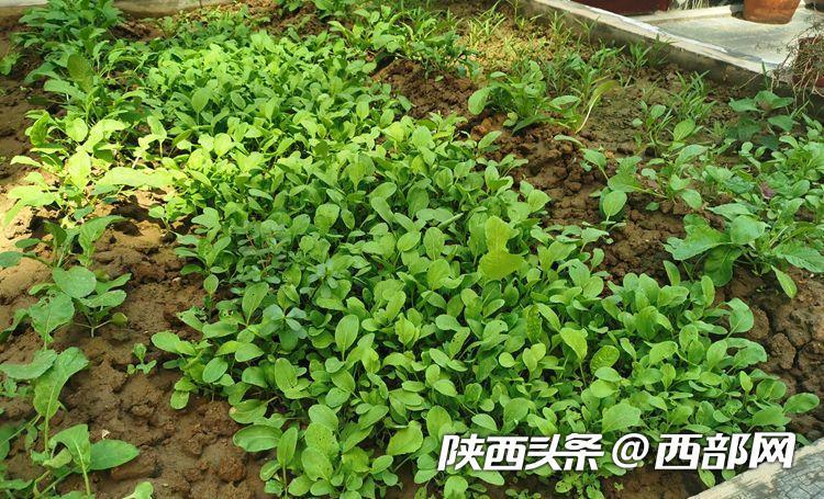 楼顶种植致富_楼顶种植技术_楼顶种植视频