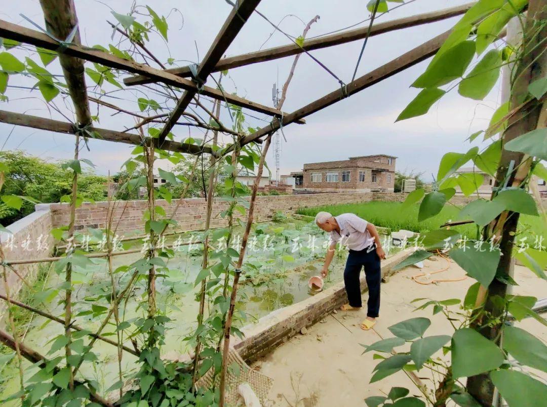 致富楼顶种植什么好_楼顶种植视频_楼顶种植致富
