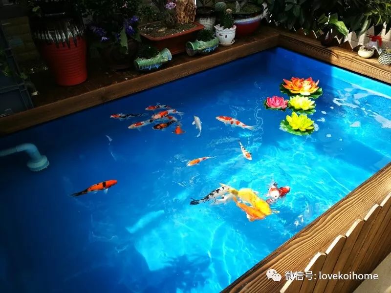 锦鲤养殖 致富经_致富养殖锦鲤怎么样_致富经锦鲤鱼养殖视频
