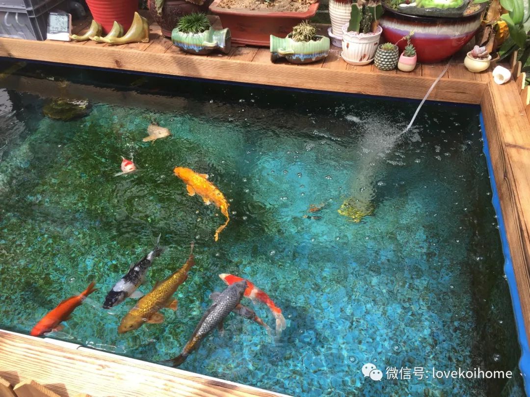 致富经锦鲤鱼养殖视频_致富养殖锦鲤怎么样_锦鲤养殖 致富经