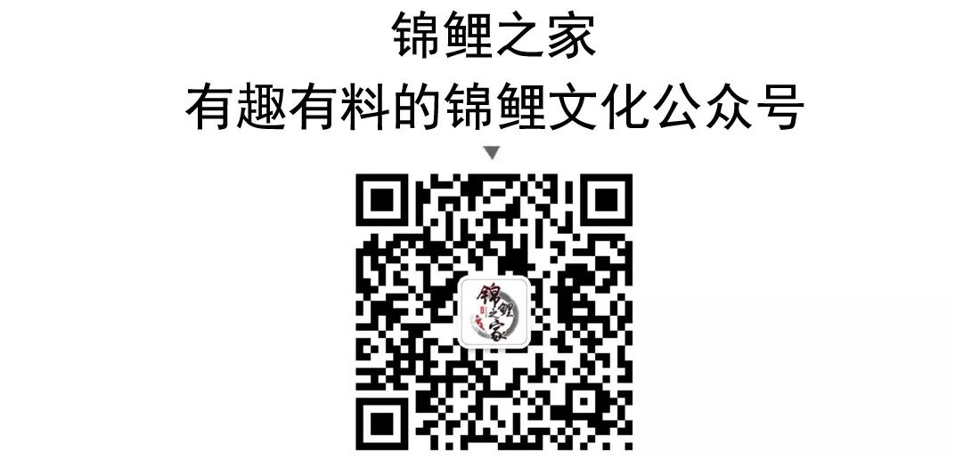 致富经锦鲤鱼养殖视频_锦鲤养殖 致富经_致富养殖锦鲤怎么样