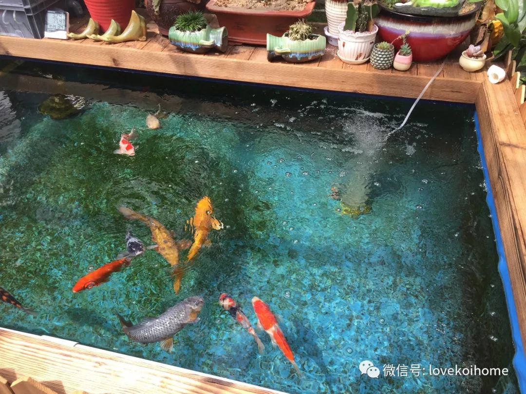 致富养殖锦鲤怎么样_锦鲤养殖 致富经_致富经锦鲤鱼养殖视频