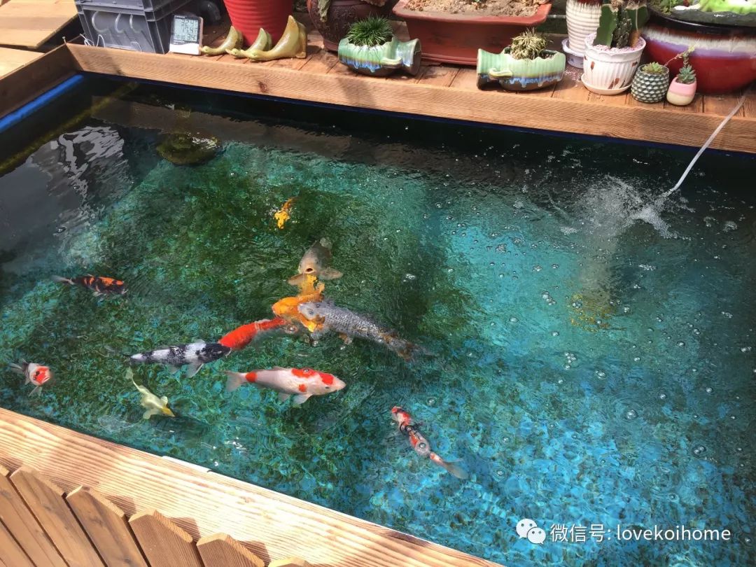 致富经锦鲤鱼养殖视频_致富养殖锦鲤怎么样_锦鲤养殖 致富经