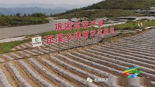 种植烤烟致富项目_种植烤烟挣钱吗_种植烤烟的利润