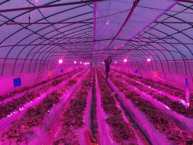 北方大棚种植草莓什么品种好_北方大棚种植草莓技术_北方大棚种植草莓技术视频