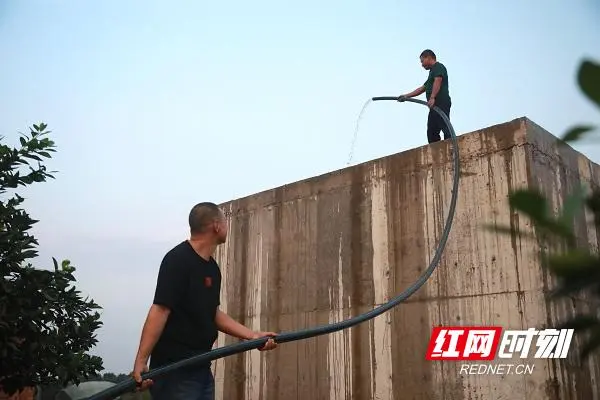 种脐橙的步骤_视频种植堆脐橙技术做什么用_脐橙做堆种植技术视频