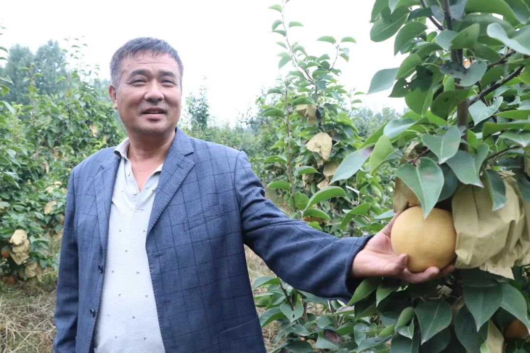 致富经种植梨致富_种植梨子_种梨能致富吗