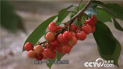 致富经：他拿北京上亿房产换樱桃(20170424)