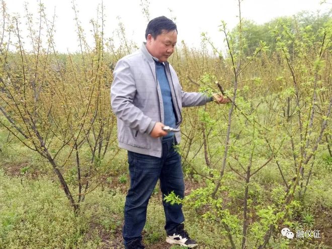 种植黑莓 致富_致富黑莓种植技术视频_黑莓种植条件