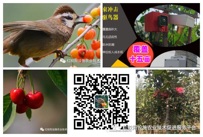致富经梨树_种梨赚钱吗_致富经种植梨致富