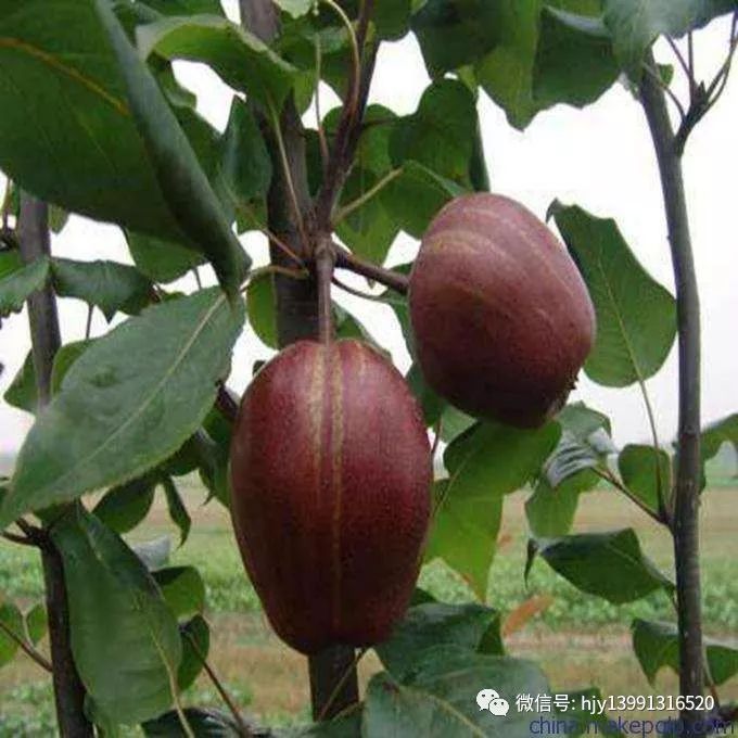 致富经种植梨致富_致富经梨树_种梨赚钱吗