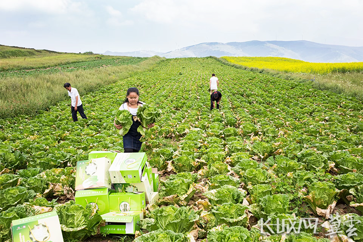 旱地种植致富项目_致富种植旱地项目有哪些_农村旱地种植什么最赚钱