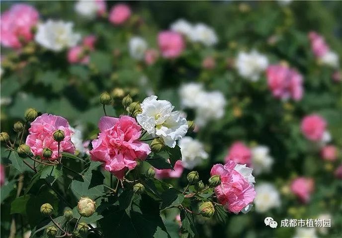 芙蓉花种植技术_芙蓉花种植方法_芙蓉种植花技术视频
