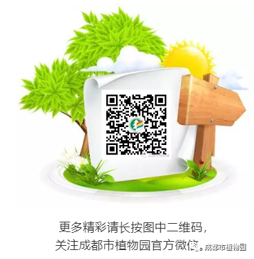 芙蓉种植花技术视频_芙蓉花种植技术_芙蓉花种植方法