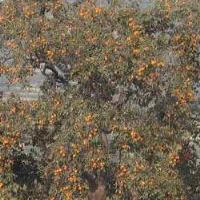 沂南特产：沂南柿子