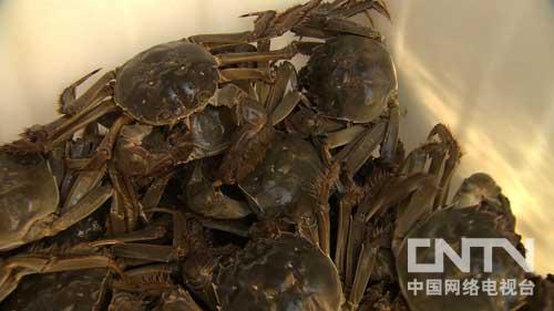 致富养殖鳕鱼图片_鳕鱼养殖场_致富经养殖鳕鱼