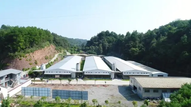 地里养鸡致富经_致富项目养鸡_养鸡致富经