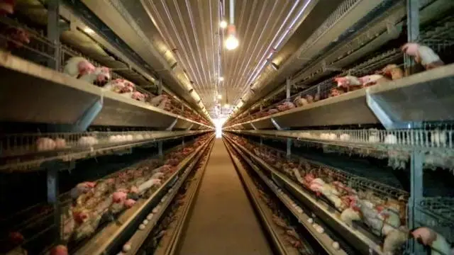 地里养鸡致富经_养鸡致富经_致富项目养鸡