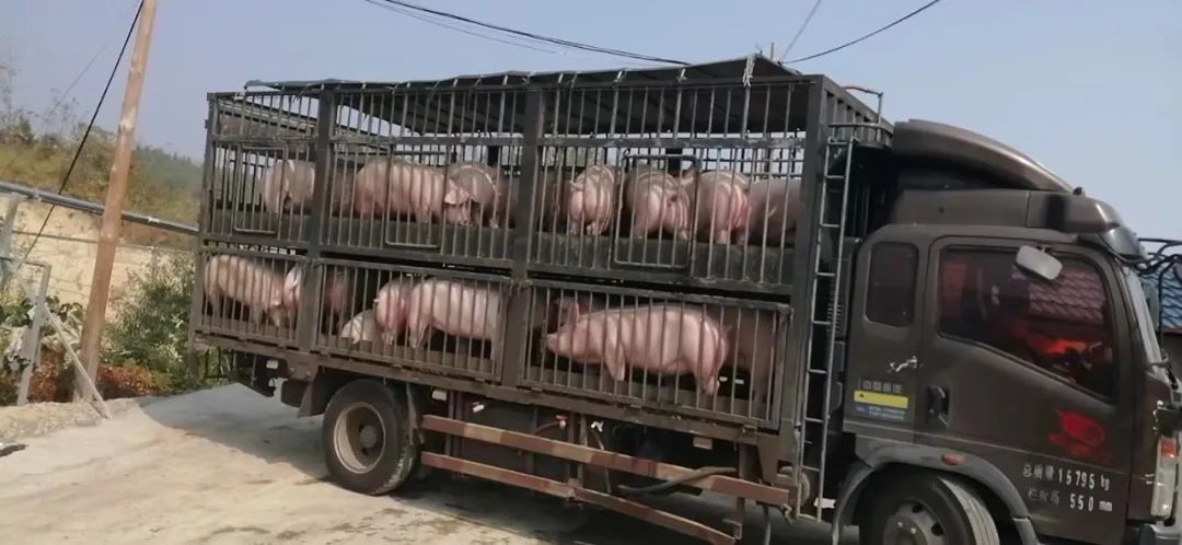 蜜蜂养殖视频致富经_致富经养殖蜜蜂视频播放_蜜蜂养殖技术视频全集免费提供