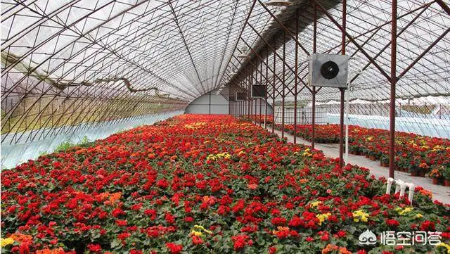 农村致富种植体_农村致富种植项目_农村致富新项目种植