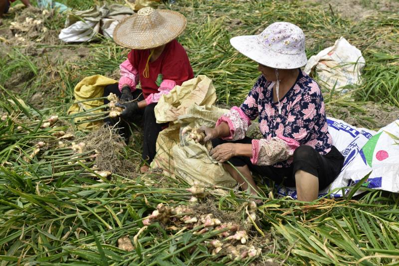 生态无农残生姜单重4斤——生态种植＋微生物菌肥、菌剂的功劳