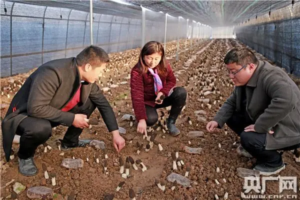 致富种植河南项目怎么样_致富种植河南项目介绍_河南种植致富项目