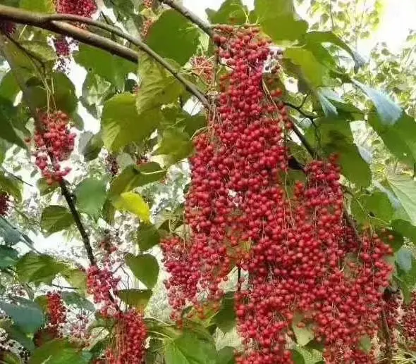 致富种植河南项目有哪些_致富种植河南项目怎么样_河南种植致富项目