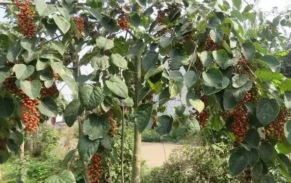 河南种植致富项目_致富种植河南项目有哪些_致富种植河南项目怎么样