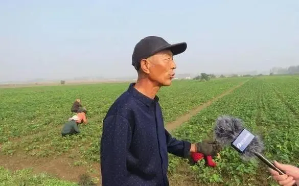 致富种植河南项目有哪些_河南种植致富项目_致富种植河南项目怎么样