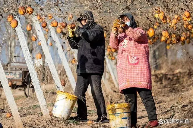 致富种植河南项目怎么样_河南种植业致富项目_河南种植致富项目