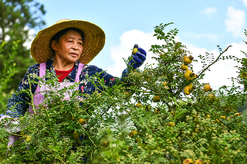 大黄种植技术与亩收入_种植大黄致富_种植大黄前景怎么样