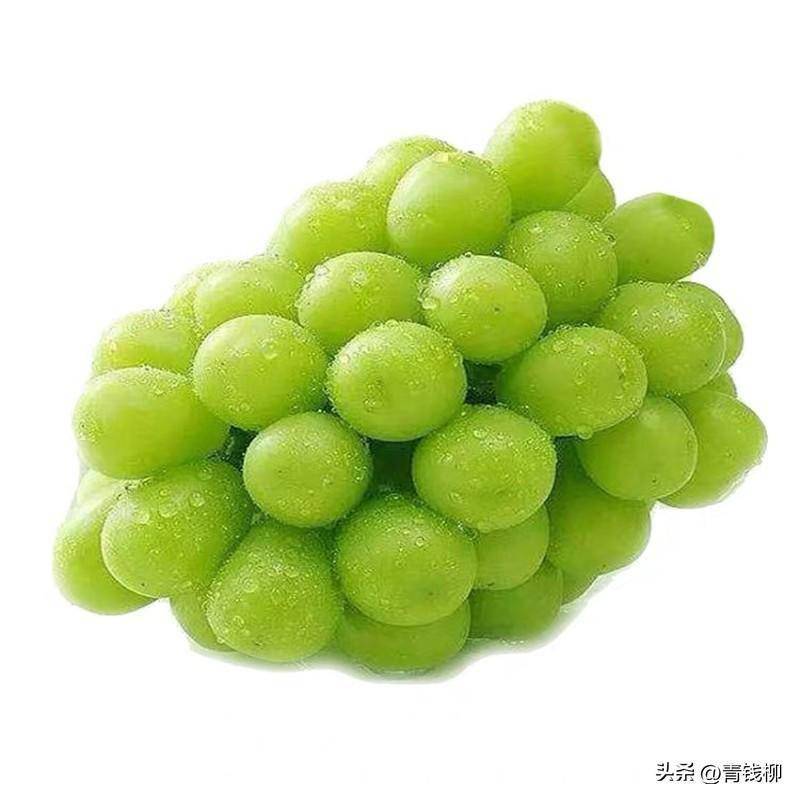 湖南地区大棚‘阳光玫瑰’葡萄根域限制栽培技术