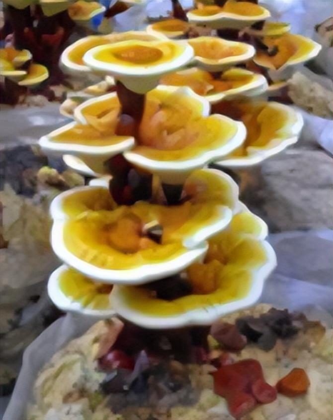 灵芝人工栽培种植技术视频_灵芝人工种植技术视频_灵芝人工种植技术