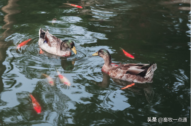 养殖番鸭技术与管理_番鸭养殖新技术_番鸭养殖技术要点技术
