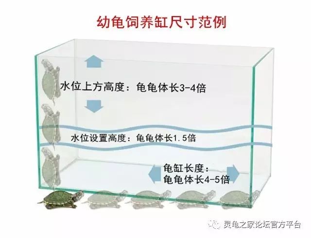 养青蚯蚓技术视频_哪里有青蚯蚓养殖技术_养殖大青蚯蚓