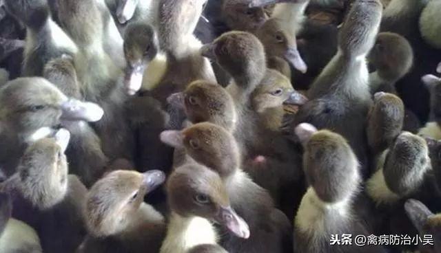 番鸭养殖技术要点技术_养殖番鸭技术与管理_番鸭养殖技术农广天地视频