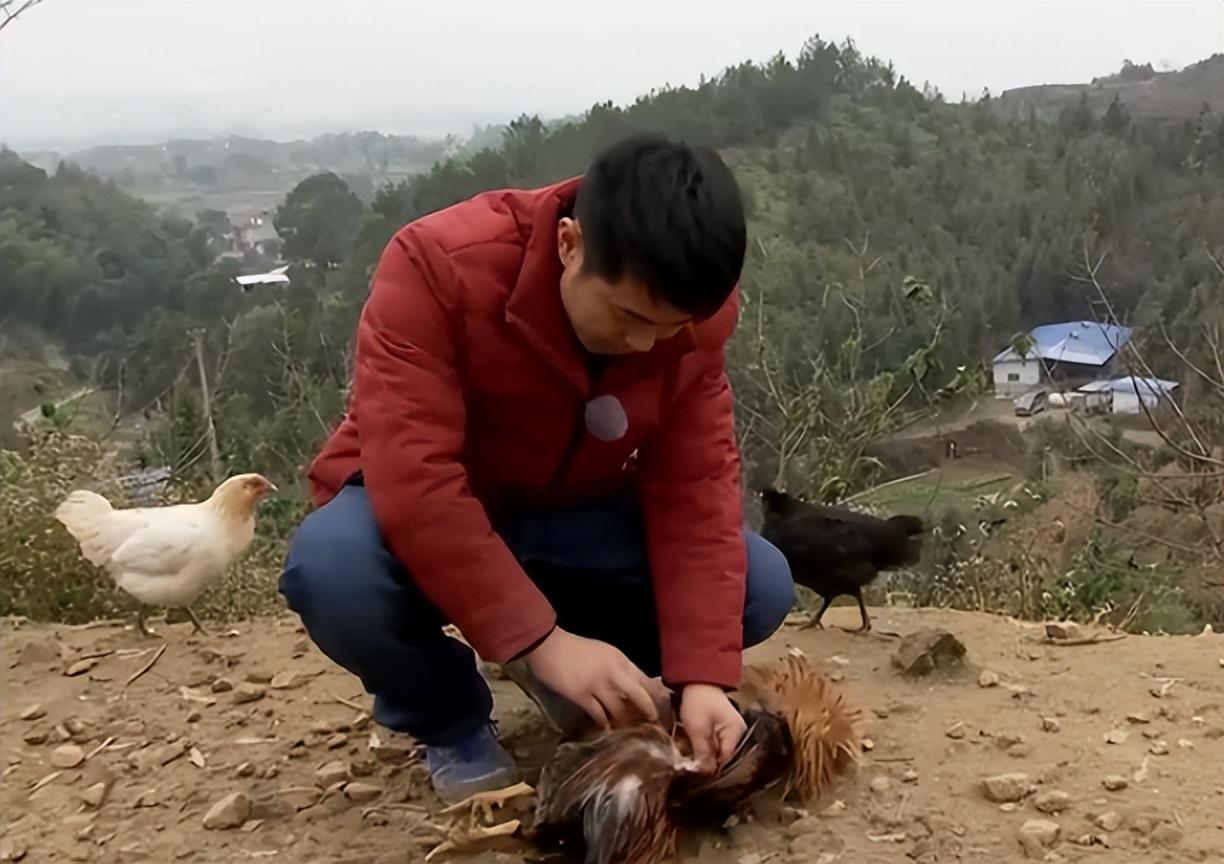 会飞的土鸡致富经视频_致富经养土鸡蛋视频_致富经土鸡养殖技术视频