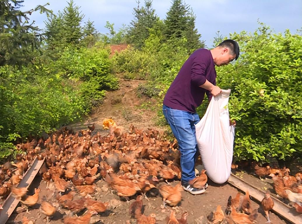 致富经土鸡养殖技术视频_会飞的土鸡致富经视频_致富经养土鸡蛋视频