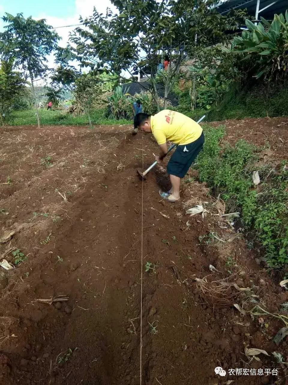 豌豆仁、荷兰豆（荚豆）种植技术