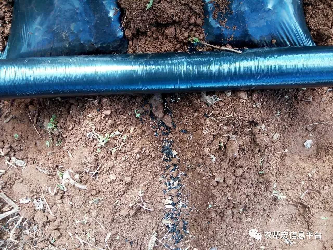 豆种植技术与管理_长豆种植技术_豆的种植方法和时间