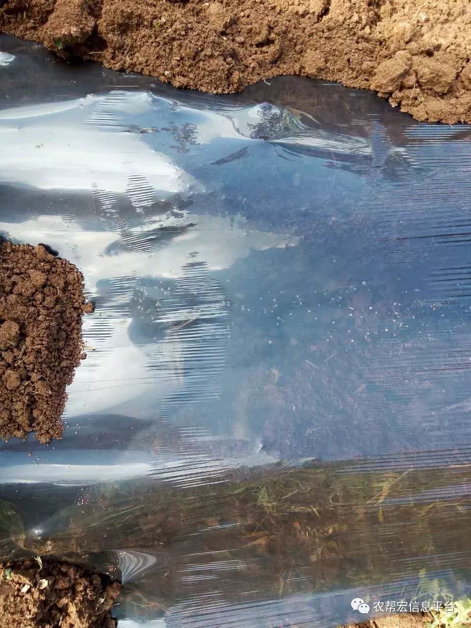 豆的种植方法和时间_豆种植技术与管理_长豆种植技术