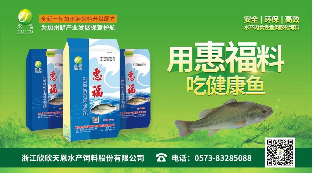 快收藏！一文带您了解加州鲈养殖管理技术